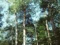 Fagus americana Image 1