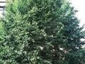 Fagus crenata Image 1