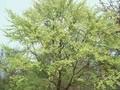 Fagus engleriana Image 1