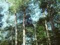 Fagus ferruginea Image 1