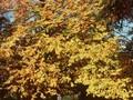 Fagus macrophylla Image 1