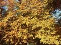 Fagus orientalis Image 1