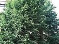 Fagus sieboldii Image 1