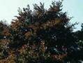 Fagus sylvatica Atropunicea Image 1