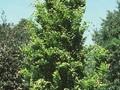 Fagus sylvatica Dawyck Gold Image 1