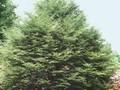 Fagus sylvatica Laciniata Image 1