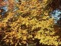 Fagus sylvatica subsp orientalis Image 1