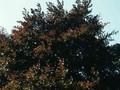 Fagus sylvatica Purpurea Grp Image 1