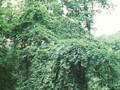 Fagus sylvatica suenteliensis Image 1