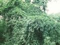 Fagus sylvatica Suntalensis Image 1