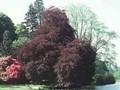 Fagus sylvatica Swat Magret Image 1