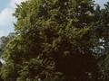 Fagus sylvatica Zlatia Image 1