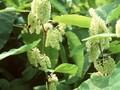Fallopia sachalinensis Image 1