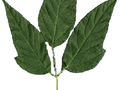 Acer negundo Image 2
