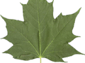 Acer platanoides Columnare Image 2