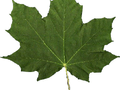 Acer platanoides Emerald Queen Image 2