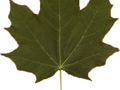 Acer platanoides Summershade Image 3