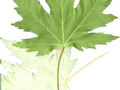 Acer saccharinum Pyramidale Image 2