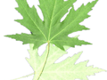Acer saccharinum Image 4
