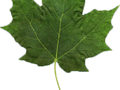 Acer saccharum Image 4