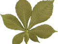 Aesculus hippocastanum Baumannii Image 5
