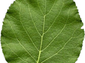 Alnus cordata Image 2