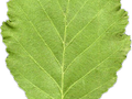 Alnus glutinosa Image 2