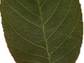 Amelanchier canadensis Image 6