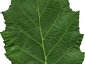 Betula nigra Image 3