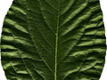 Diospyros kaki Image 3