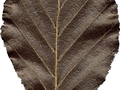 Fagus sylvatica Purpurea Grp Image 3