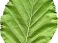 Fagus sylvatica Image 5