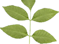 Fraxinus americana Image 3