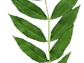 Fraxinus excelsior Jaspidea Image 2