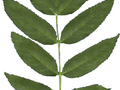 Fraxinus excelsior Image 3