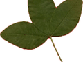 Laburnum anagyroides Image 4