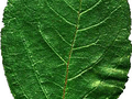 Lagerstroemia indica Image 5