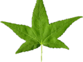 Liquidambar styraciflua Image 4