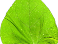 Paulownia tomentosa Image 3