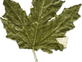 Populus alba Bolleana Image 3