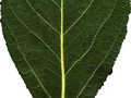 Populus simonii Image 3
