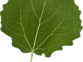Populus tremula Image 3