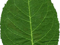 Prunus maackii Image 4