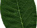 Prunus padus Image 5