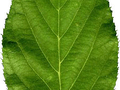 Prunus serrulata New Red Image 3