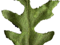 Quercus cerris Image 3