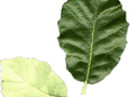 Quercus ilex Image 4