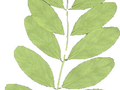 Robinia pseudoacacia Pyramidalis Image 2