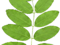 Robinia pseudoacacia Image 4