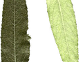 Salix alba Image 3